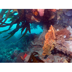 Boarfish Reef : Jack